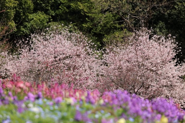 中山】満開の桜と横浜市内産のお花たちのコラボ！～里山ガーデン