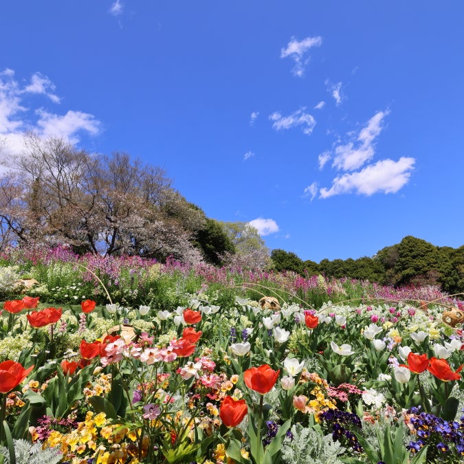 中山】満開の桜と横浜市内産のお花たちのコラボ！～里山ガーデン