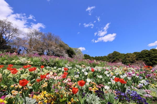 やまの花まつり やまの花まつり|株式会社リーブル