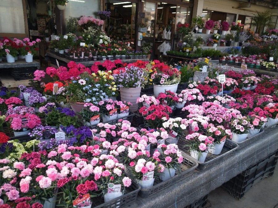 武蔵境・吉祥寺】品揃え豊富なガーデニングのお店「榎本園芸