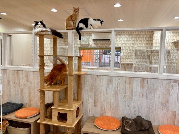 モフモフのニャンズに囲まれる幸せ！猫ルーム「ハッピーキャッツ」泉区 