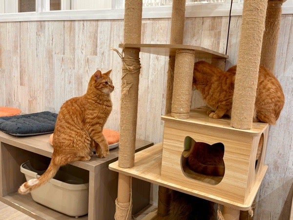 モフモフのニャンズに囲まれる幸せ！猫ルーム「ハッピーキャッツ」泉区 