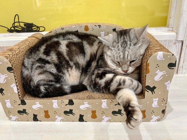 モフモフのニャンズに囲まれる幸せ！猫ルーム「ハッピーキャッツ」泉区 