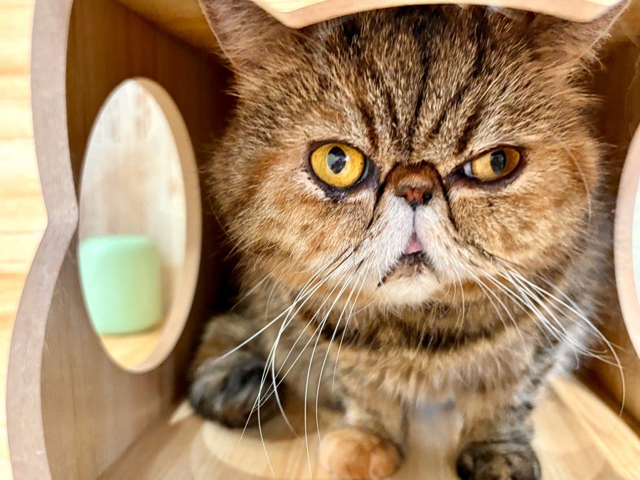 モフモフのニャンズに囲まれる幸せ！猫ルーム「ハッピーキャッツ」泉区 