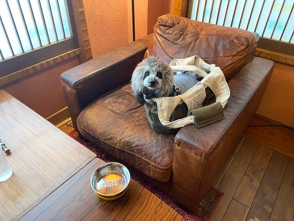 ビンテージドール　テリア　犬　イヌ　わんこ　ワンコ　レトロ ビンテージドール テリア 犬 イヌ わんこ ワンコ レトロ ビンテージ