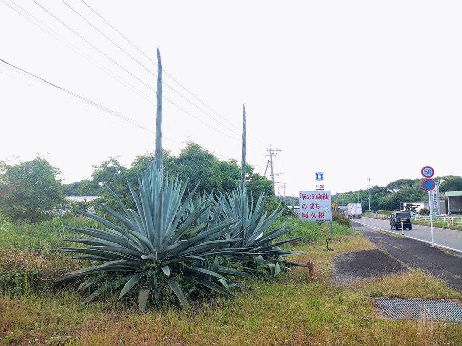 阿久根】数十年に一度しか咲かないリュウゼツランが咲きそう