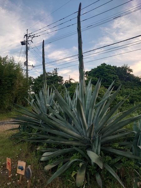 阿久根】数十年に一度しか咲かないリュウゼツランが咲きそう