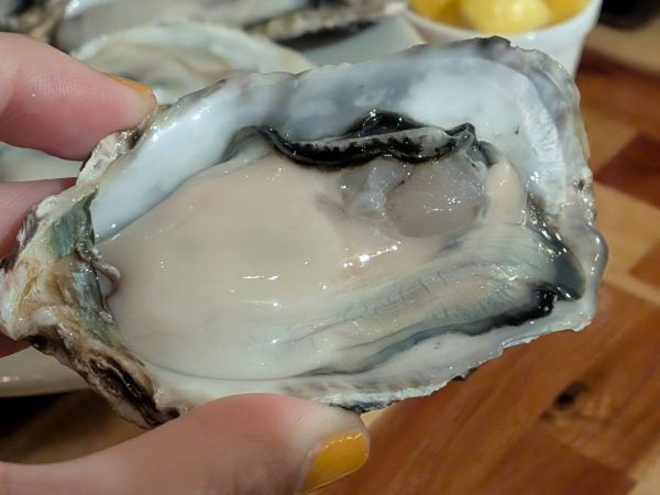 地方住み牡蠣好き大学生 元住吉】牡蠣好きは元住に集合！1111円で60分牡蠣食べ放題「牡蠣