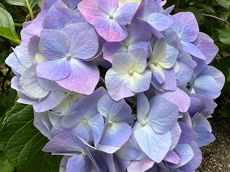 鹿沼市】梅雨に行きたい28種2500株のあじさいが咲き誇る神社！「磯山