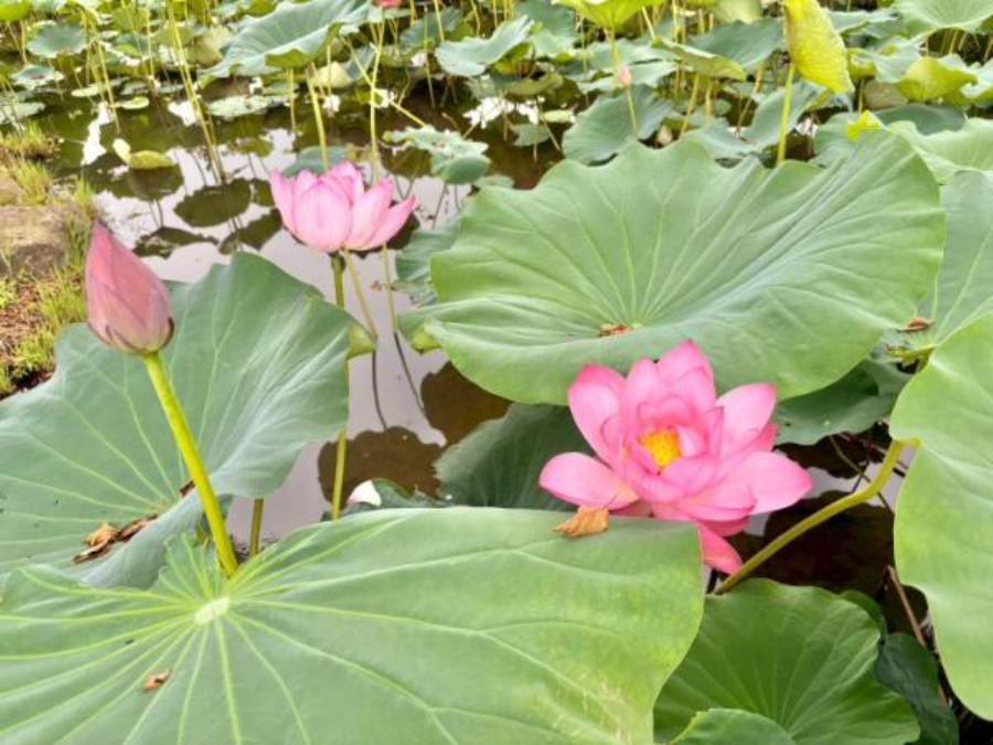 行田市】埼玉県に桃源郷が？！夏の朝、蓮の花が咲き誇る「古代蓮の里