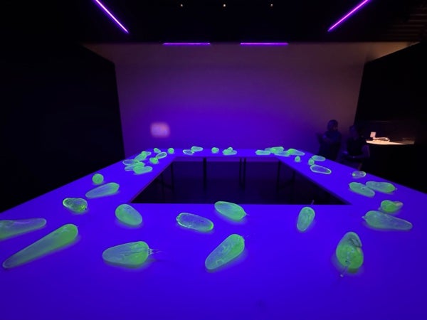 日本橋】彼女たちのアボリジナル・アート オーストラリア現代美術