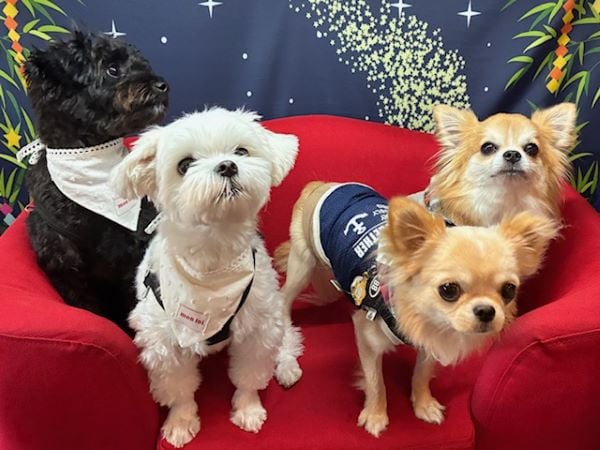 太宰府】ペットと一緒に寛げる！「Cafe with dog Ena」 | リビング