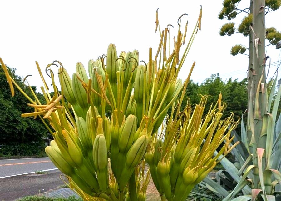 【阿久根】朗報！！10年越しにリュウゼツランが開花！！