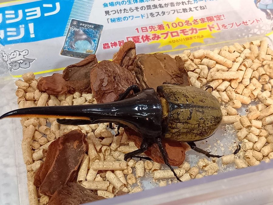 昆虫大系 親子で楽しめる「ふくおか大昆虫展×蟲神器 inももち」に行ってきました