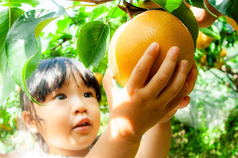 埼玉県内で梨狩り体験!旬の甘くてジューシーな梨を満喫しよう | リビング埼玉Web