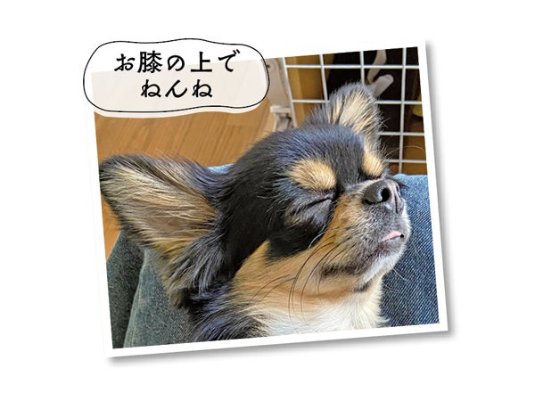 愛しのペット フォトギャラリー」自慢のペット投稿写真も募集中！(1/60