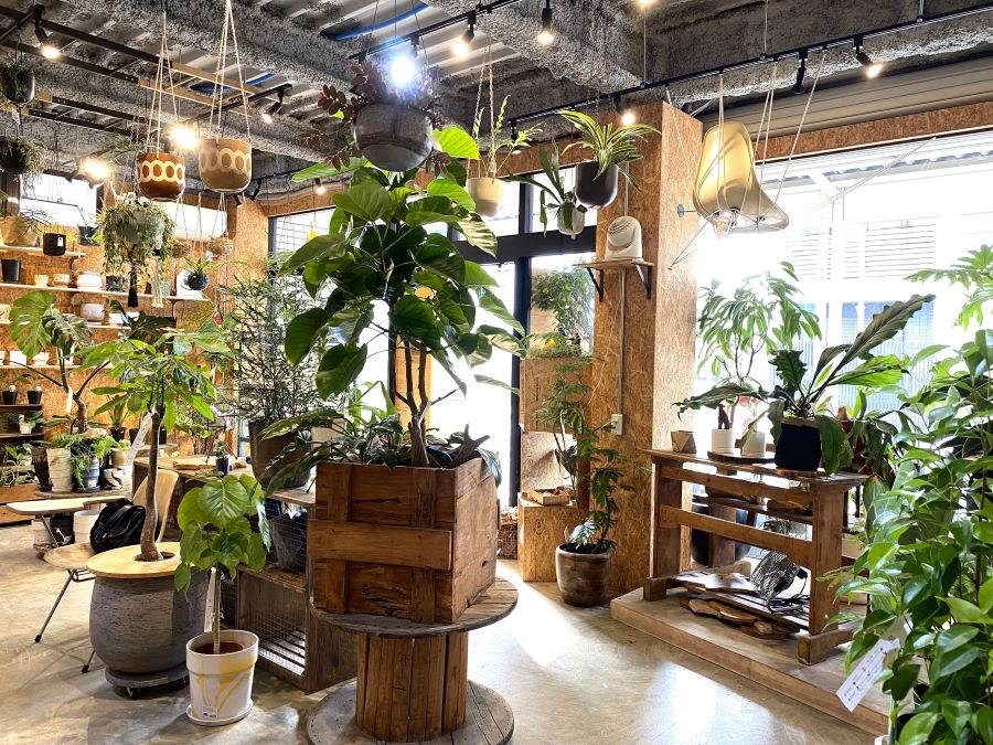 流山】江戸川台の「トウタスプランツ」で観葉植物のお気に入りをミッケ 