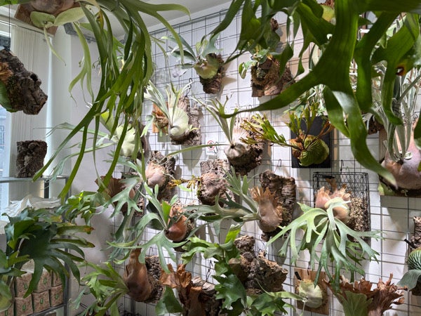 西荻窪】アサイーボウル×ビカクシダ BIKAKUSHOP（ビカクショップ