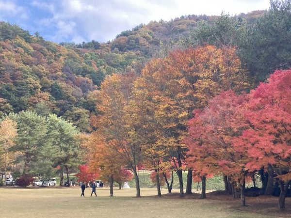 山梨】河口湖畔の紅葉が最高〜！「もみじ回廊」 | リビング多摩Web