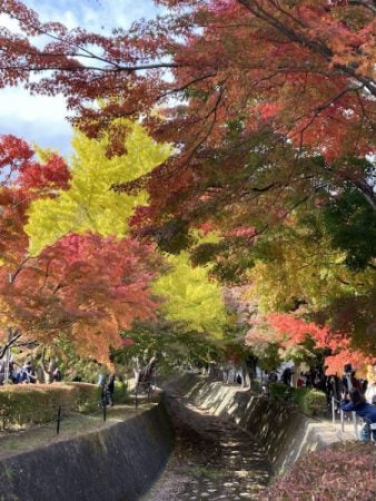 山梨】河口湖畔の紅葉が最高〜！「もみじ回廊」 | リビング多摩Web