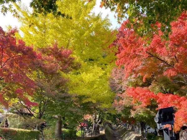 「河口湖の紅葉」 山梨】河口湖畔の紅葉が最高〜！「もみじ回廊」 | リビング多摩Web