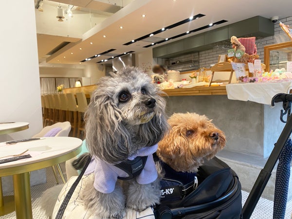 わんこ 新富町】INXXCAFE インクスカフェ | ossanpo