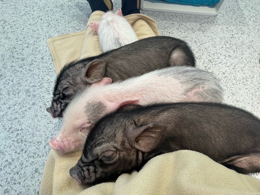 mipig cafe 宇都宮インターパークビレッジ店｜宇都宮市のおでかけ