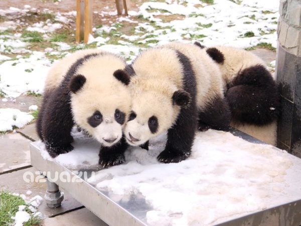 パンダちゃんありがとう！】ついに日本で観られるパンダちゃんがゼロに