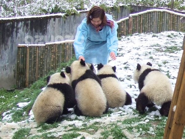 パンダちゃんありがとう！】ついに日本で観られるパンダちゃんがゼロに