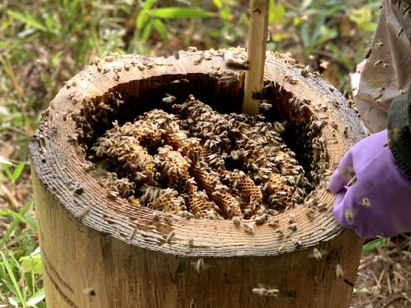 クール便でお取り寄せも可能☆ 宮崎県諸塚村のニホンミツバチの百花蜜