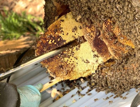 ニホンミツバチの蜂蜜 wp.jumbo.100kg クール便でお取り寄せも可能☆ 宮崎県諸塚村のニホンミツバチの百花蜜