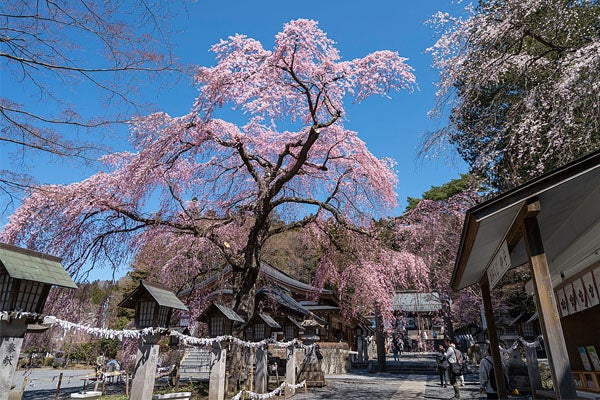 4/14（火）松平定信ゆかりの白河・春の南湖公園と白河小峰城＆名物割子