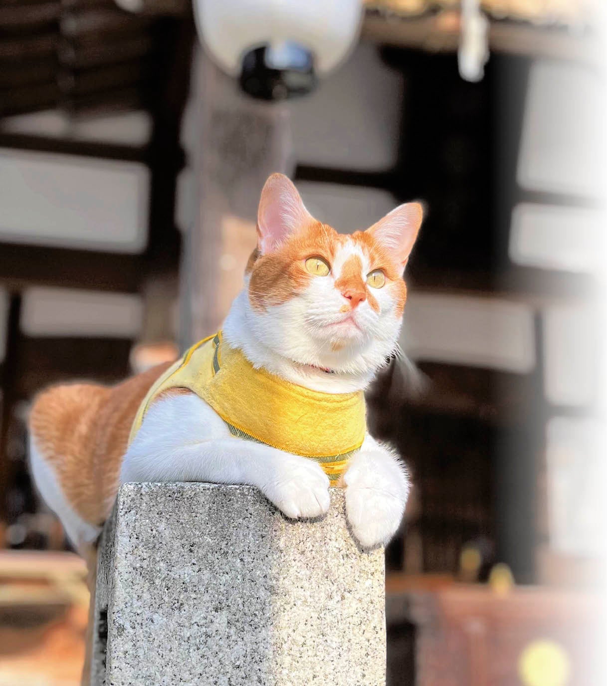 2月22日は猫の日「愛され看板猫にほっこり」｜特集 | リビング岡山Web