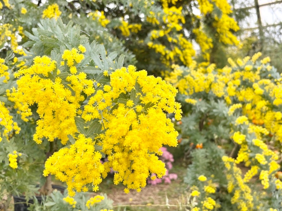 北区】6メートルのミモザ満開！春の訪れを誘う「百合が原公園