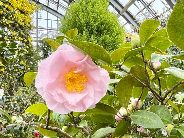 北区】6メートルのミモザ満開！春の訪れを誘う「百合が原公園