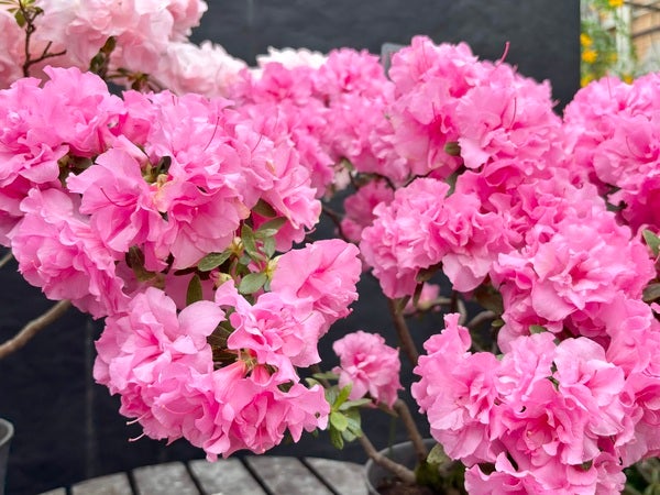 北区】6メートルのミモザ満開！春の訪れを誘う「百合が原公園