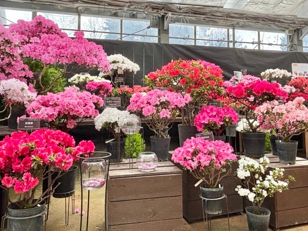 北区】6メートルのミモザ満開！春の訪れを誘う「百合が原公園