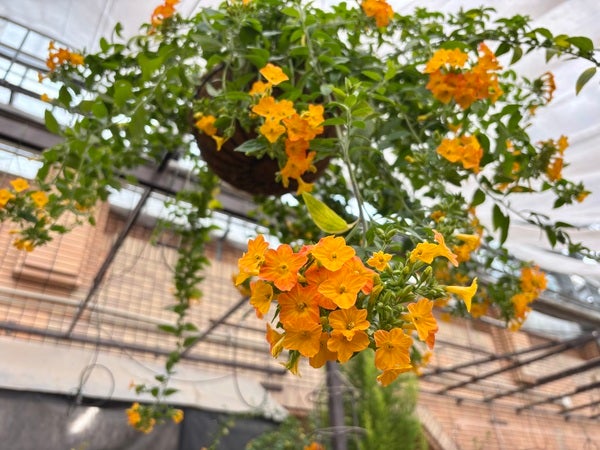 北区】6メートルのミモザ満開！春の訪れを誘う「百合が原公園