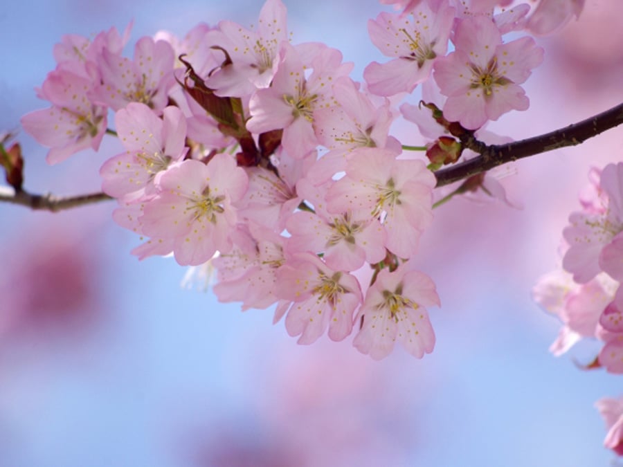 2026年・北海道】GWが本番！ 桜パーフェクトガイド｜星形の絶景から