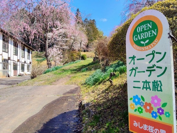 二本松市】静寂に包まれる「みしま桜の里」の桜とチューリップの共演