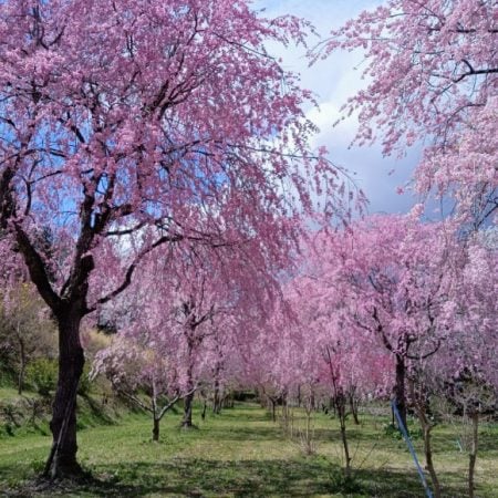 二本松市】静寂に包まれる「みしま桜の里」の桜とチューリップの共演