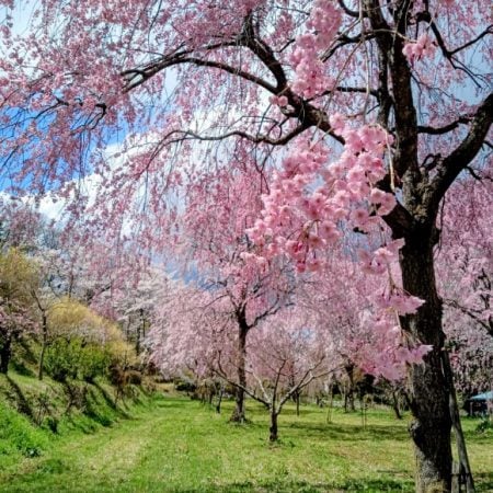 二本松市】静寂に包まれる「みしま桜の里」の桜とチューリップの共演