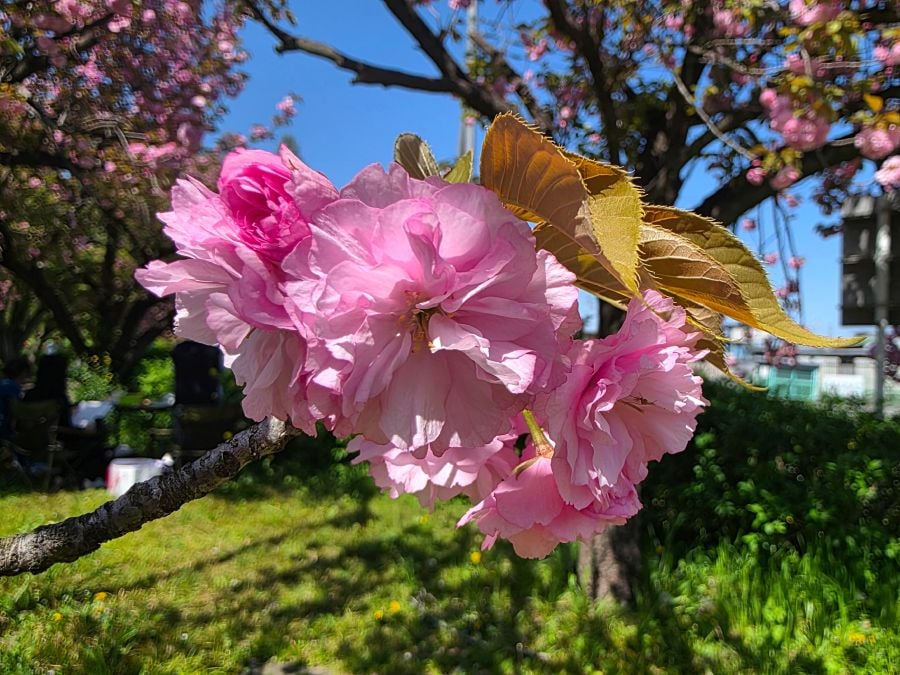 専用 桜花様 川越】八重桜×花手水の「花三昧」！桜第二幕を楽しむ春の欲張り散歩