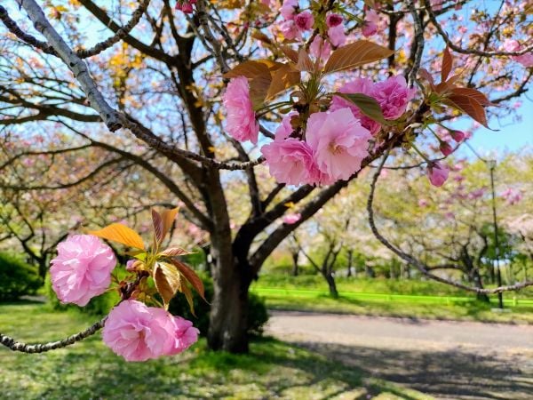 川越】八重桜×花手水の「花三昧」！桜第二幕を楽しむ春の欲張り散歩