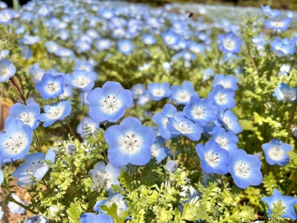 大宮】空とつながる青い花畑♪大宮で楽しむネモフィラと季節の彩り