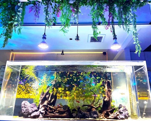 水槽　北九州市小倉南区 小倉北区】まるで深海！アクアリウムダイニング「サカナノセカイ