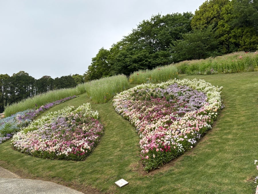 旭区]20万本の花が咲きみだれる横浜最大級の大花壇！春の里山ガーデン
