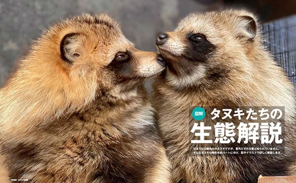 ミステリーゾーン大探検　日本列島ふしぎ地帯をさぐる　豆たぬきの本 人気沸騰中?! 魅力や生態をまるごと解説した「タヌキまるごとBOOK」を3