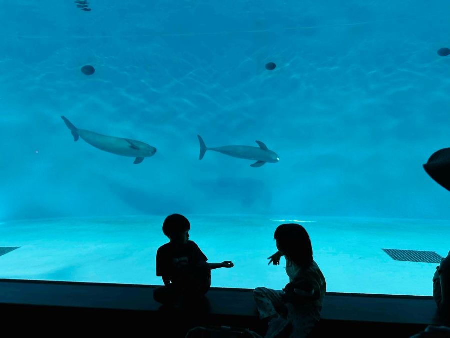 廿日市市 宮島町】子どもも大人も夢中！体験いっぱいの宮島水族館
